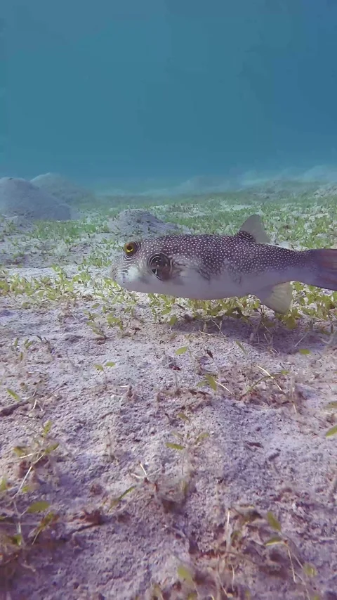 Dragon Puffer Fish Vidéo 345806130