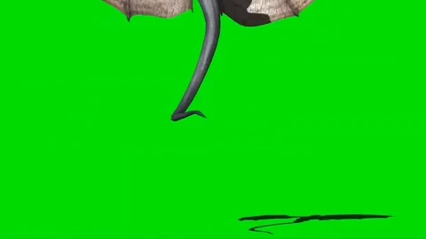 Dragon Roaring on Green Screen 04 Stock Footage 237155878