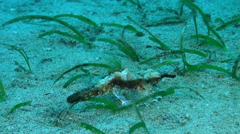 Dragon Sea Moth Stock Footage 52528501