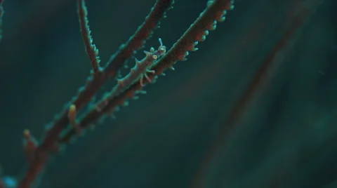 Dragon Shrimp Stock Footage 58776899