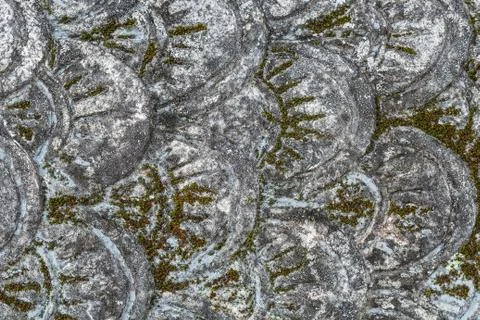 Dragon skin texture Stock Photos