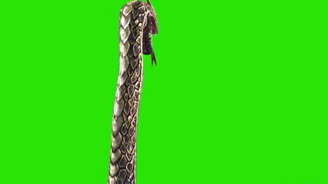 Dragon Snake Green Screen Attack Back 3D Loop Rendering Animation Video stock 162828240