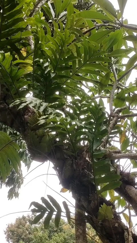 Dragon tail nail attached to a frangipani tree Stock Footage 327691906