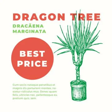 Dragon Tree Abstract Vector Sign or Label Template. Hand Drawn Potted Dracaena Stock Illustration