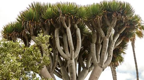 Dragon tree closeup. Stock Photos