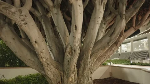 Dragon Tree Dracaena draco at Coronado Stock Footage 223589147