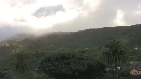 Dragon Tree Stock Footage 23758773