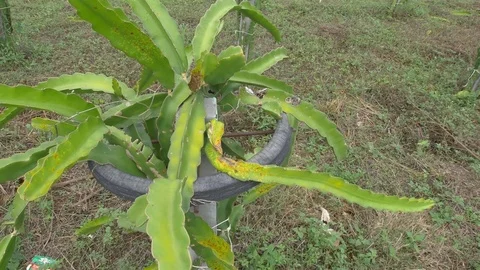 Dragon tree Video stock 75404877