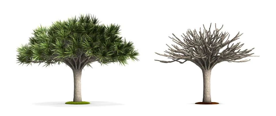 Dragon tree. Stock Illustration