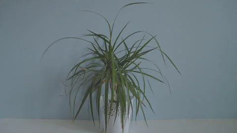Dragon tree or dracaena marginata plant on pedestal in living room Stock Footage 249546187