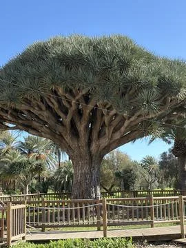 Dragon Tree Stock Photos