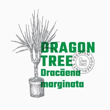 Dragon Tree Plant Abstract Vector Sign or Label Template. Hand Drawn Potted Stock Illustration