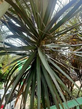 Dragon Tree Plant Stock Photos
