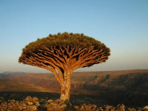 Dragon tree, Socotra Foto stock