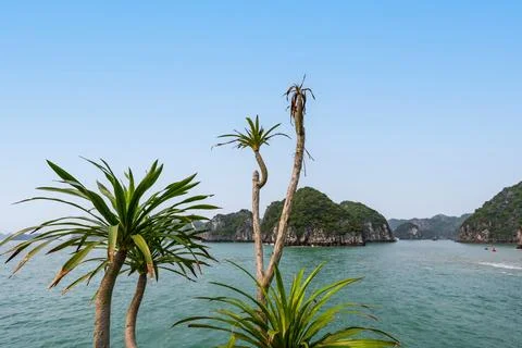 Dragon tree with view of Lan Ha Bay in the background Stock Photos