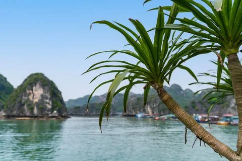 Dragon tree with view of Lan Ha Bay in the background Stock Photos