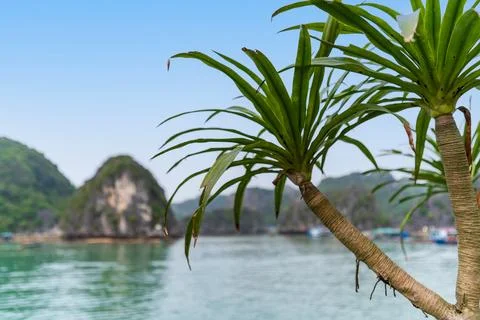 Dragon tree with view of Lan Ha Bay in the background Stock Photos