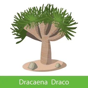 Dragon tree on a white background Stock Illustration