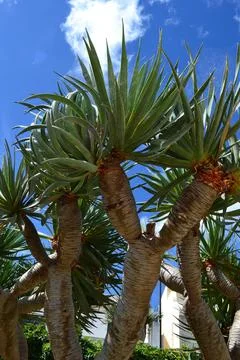 Dragon Trees Foto stock