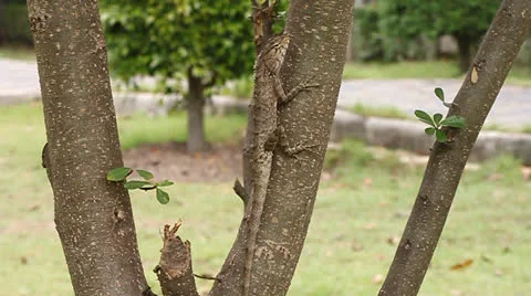 Dragon wildlife Stock Footage 24812634