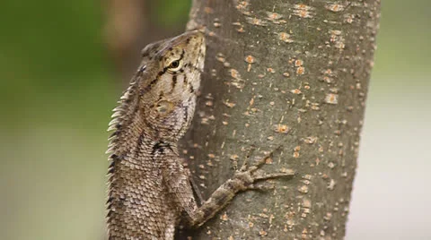 Dragon wildlife Stock Footage 24817238