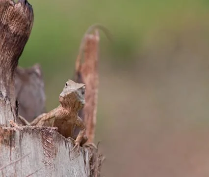 Dragon on the wood. Stock Photos