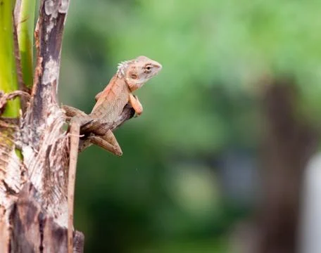 Dragon on the wood. Stock Photos