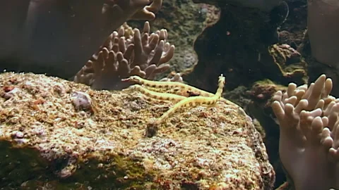 Dragonface Pipefish Explore Coral Reef in Papua New Guinea Stock Footage 334915220