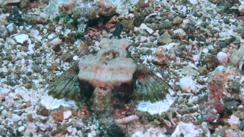Dragonfish or Pegasus fish Eurypegasus draconis on underwater seabed. Stock Footage 233026627