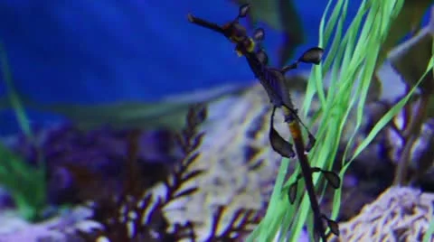 Dragonfish1 Stock Footage 10874550