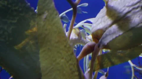 Dragonfish2 Stock Footage 10873563