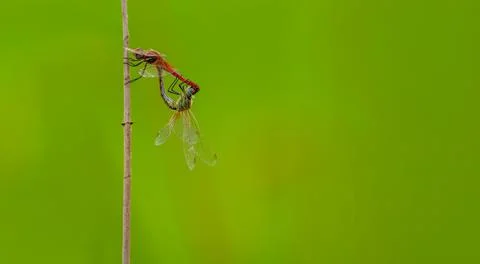 Dragonfles copulating over the top of the stick with blurred background Stock Photos