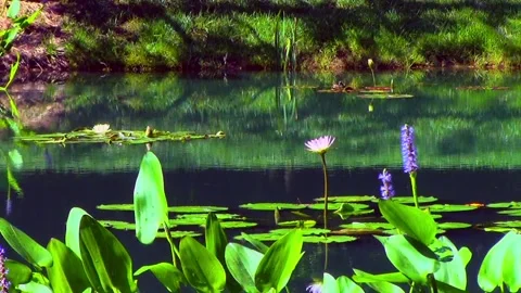 Dragonflies and Bumble Bees Dance On Water Lily Pads In North Georgia Stock Footage 138672156