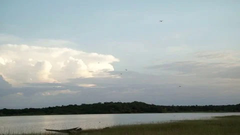 Dragonflies and mosquitoes flying near the shore of an African lake. Stock Footage