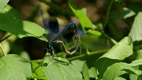 Dragonflies are mating making heart shape. Video stock 224729457