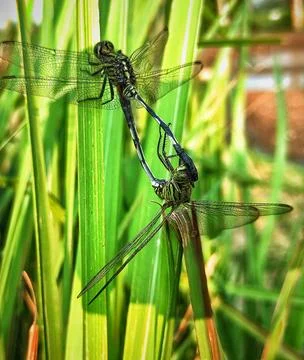 Dragonflies are mating Stock Photos