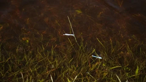 Dragonflies in a blade of grass. Vídeos de archivo 312972832