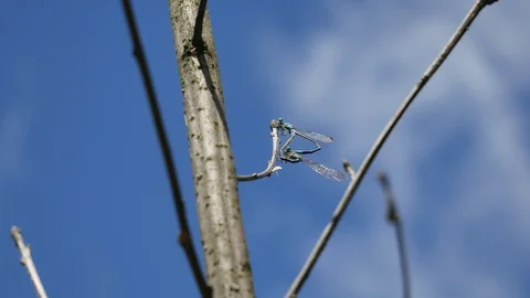 Dragonflies copulate on a tree branch. 스톡 동영상 117222988