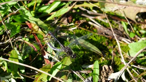 Dragonflies copulate while sitting on the grass in the forest. Vídeo Stock 218172477