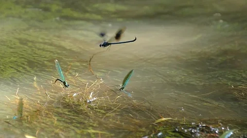 Dragonflies during mating on the water Stock-Footage 117857673