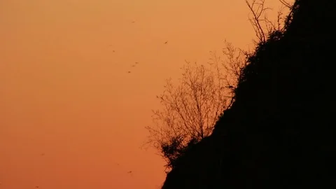 Dragonflies in evening Stock Footage 83772851