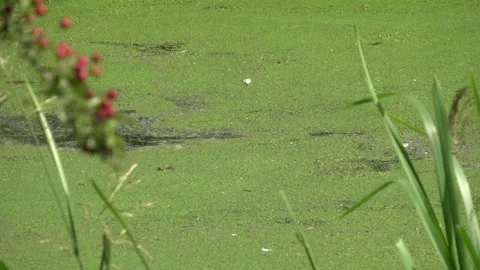 Dragonflies Flit over Algae - Quarter Speed Vídeo Stock 139099615
