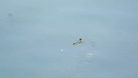Dragonflies fly Vidéo 91655735