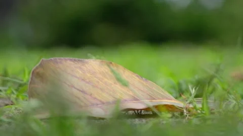 Dragonflies flying in the frame Video stock 134630550