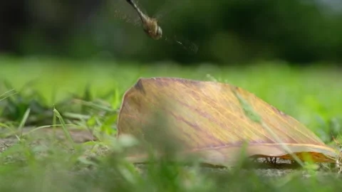 Dragonflies flying in the frame Stock Footage 134630564