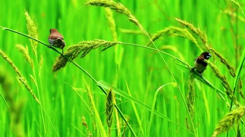 Dragonflies Flying Over Grass Stock Footage 323139412