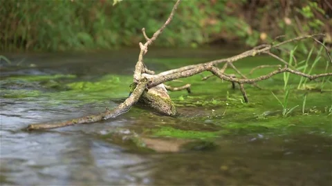 Dragonflies flying over a trunk in a river 库存影片 71900324