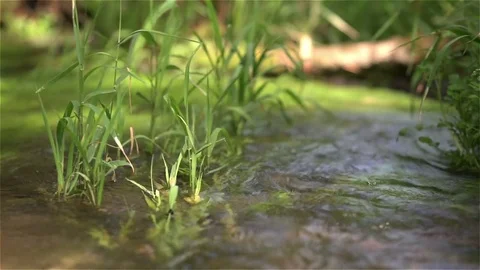 Dragonflies flying on water stream 库存影片 72298381