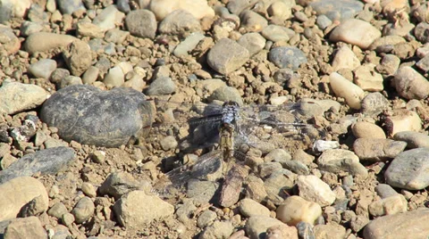 Dragonflies Stock Footage 29230050