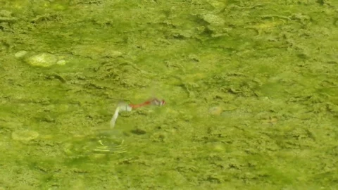 Dragonflies Stock Footage 96204595